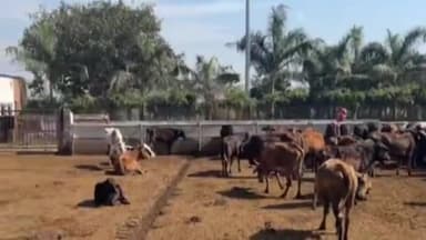 करनाल: करनाल फूसगढ़ गौशाला के संचालक राजेश बंसल का कार्यभार किया स्थगित नगर निगम करेगी गायों की देखरेख