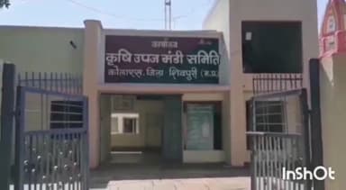 शिवपुरी नगर: कोलारस कृषि उपज मंडी में फसलों की खरीदी जारी, सरसों अधिकतम ₹5600 प्रति क्विंटल तक बिकी