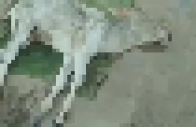 सरई: गजरा बहरा में पिकअप वाहन की टक्कर से गोवंश की हुई मौके पर मौत