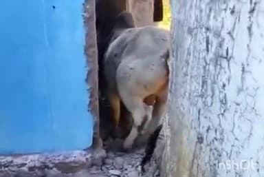 सूरजपुर: नगर के धान मंडी में एक गोवंश के दीवार और घर के बीच स्थित सकरी जगह में फंसे होने की सूचना पर गौ सेवकों ने की मदद