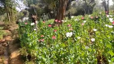 कांके: तमाड़ थाना स्थित चिरगालडीह गांव और आसपास के जंगली क्षेत्र में लगी अवैध अफीम की फसल को पुलिस ने किया नष्ट