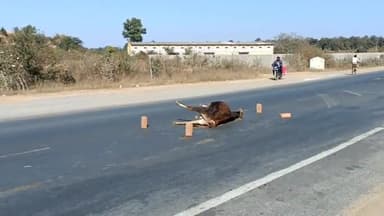 सूरजपुर: एनएच- 43 शशीपुर मोड़ के पास अज्ञात वाहन की ठोकर से हुई मवेशी की मौत