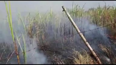 गोंडा: गूंगी देई के 2 किसानों का आग लगने से 3 एकड़ गन्ना जला, कड़ी मशक्कत के बाद आग पर पाया गया काबू