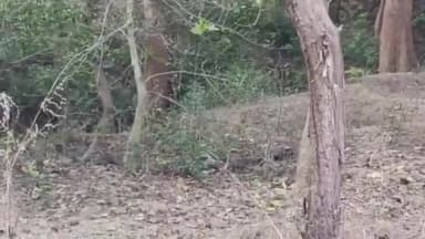 पन्ना: जुड़ी नाले के पास अपनी माँ के पीछे-पीछे दौड़ते दिखे चार शावक पर्यटको ने बनाया वीडियो FD ने की पुष्टि।