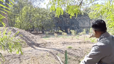 Indore Zoo #Lion #Tiger