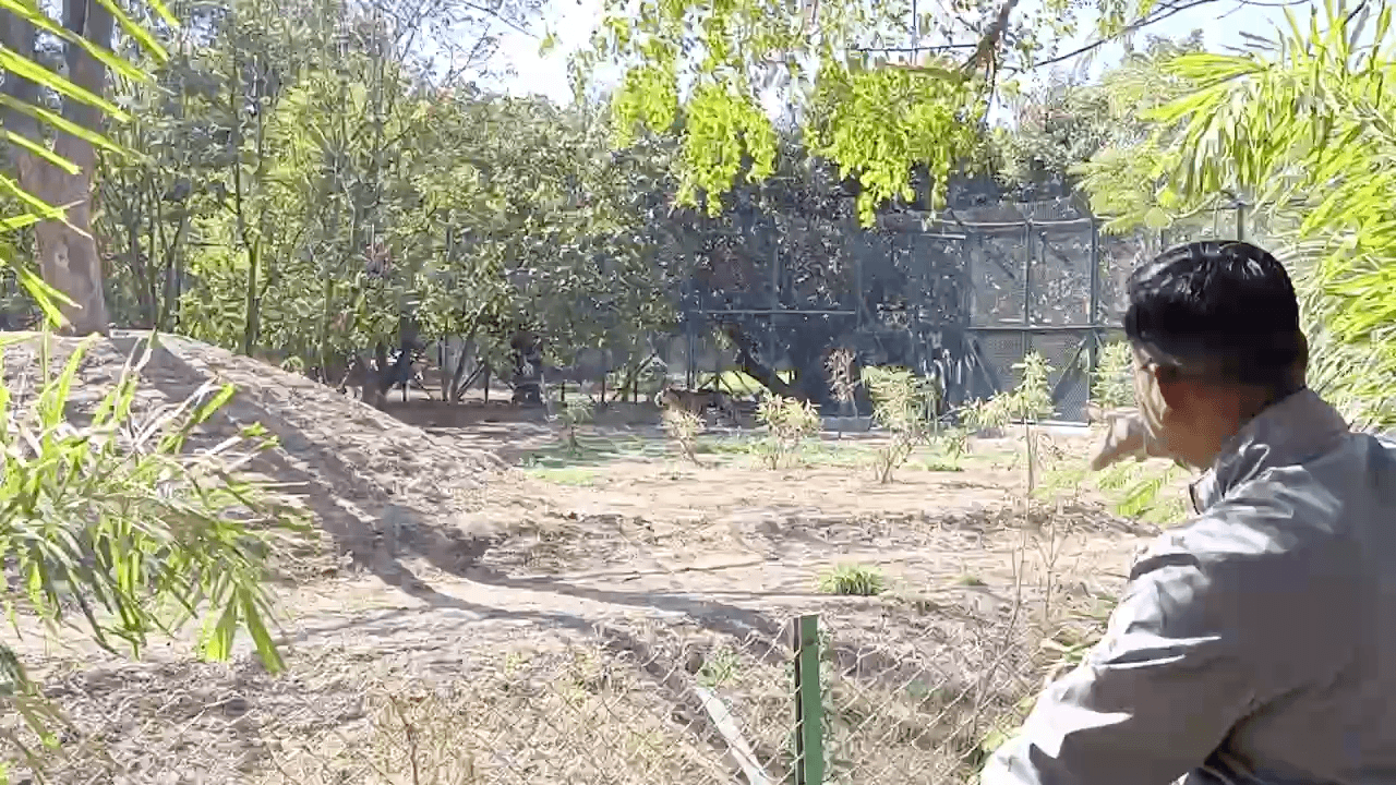 Indore Zoo #Lion #Tiger