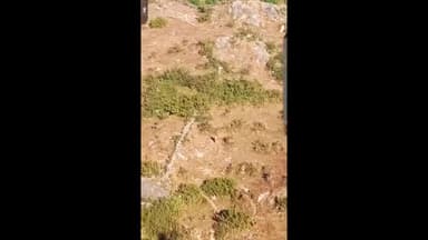 सोनहत क्षेत्र में आदमखोर बाघ ने इंसानों पर किया हमला #viralnews #trendingnews #tiger_attek #livenews #koriyanews #sonhat