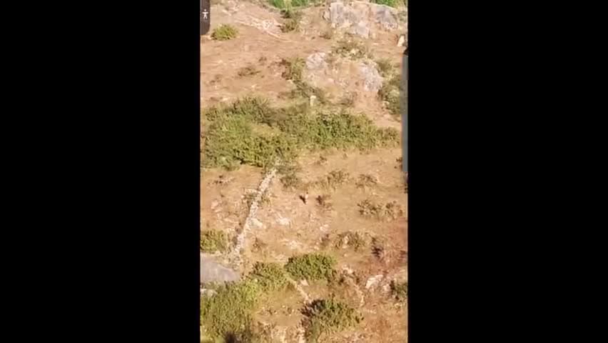 सोनहत क्षेत्र में आदमखोर बाघ ने इंसानों पर किया हमला #viralnews #trendingnews #tiger_attek #livenews #koriyanews #sonhat
