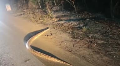 हसेरन: मढ़पुरा गांव के पास बीच सड़क पर अचानक अजगर सांप निकलने से मचा हड़कंप