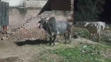 मथुरा: गांव देवी आट्स में गोवंश तस्कर ग्रामीणों के आने पर वाहन छोड़कर हुए फरार, ग्रामीणों ने मुक्त करवाए गोवंश