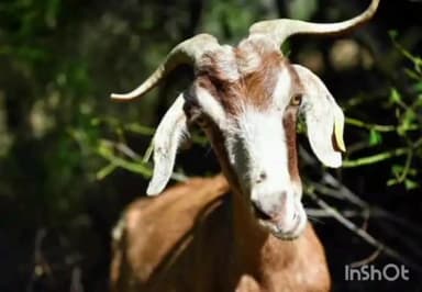 नईसराय: कोहरवास गांव में बकरियां चोरी करने के शक में पुलिस ने किया मामला दर्ज