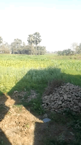 समस्तीपुर: #samastipurfarmer @@@@@@@