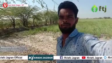 जानें किस तरह से आप सरसों की खेती को नुकसान से बचा सकते हैं |

#MustardFarming #MustardCrop #farming #agriculture