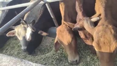 करनाल: फुसगढ़ नन्दीग्राम गोशाला में आज फिर 11 गायों की हुई मौत