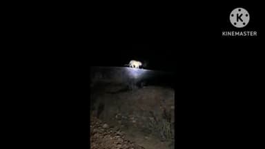 धौलपुर: राष्ट्रीय मिलिट्री स्कूल के आवासीय परिसर और मैदान में पैंथर और भालू की दस्तक, स्टाफ एवं छात्रों में दहशत