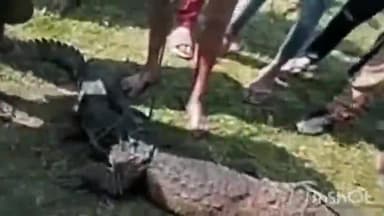 लखीमपुर: ओदरहना गांव के पास तालाब से बाहर निकला मगरमच्छ, वन विभाग की टीम ने किया रेस्क्यू