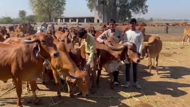 રાજકોટ પૂર્વ: જામનગર રોડ નજીકની શ્રીજી ગૌશાળા ખાતે કાઉ હગ ડેની ઉજવણી કરાઈ, સંચાલકે ગાયને ભેંટવાના ફાયદા અંગે જાણકારી આપી