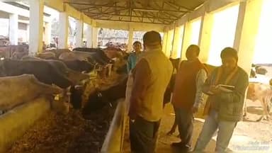 जयसिंहपुर: जिलाधिकारी द्वारा गोवंश आश्रय स्थल सिरवारा विकास खंड कूरेभार का किया गया औचक निरीक्षण