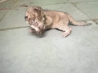 રાજકોટ પૂર્વ: પ્રદ્યુમન પાર્ક ઝૂ ખાતે એશિયાઈ સિંહ બાળનો જન્મ થયો, પ્રથમવાર એશિયાઈ સિંહોની સંખ્યા 15 પર પહોંચી