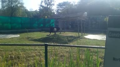 whaite tiger Safari me aaya Naya mehmaan...#vlog #rewacity #baghelinews