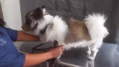 തിരുവനന്തപുരം: നായയുടെ തൊണ്ടയിൽ കുടുങ്ങിയ സൂചി പിഎംജിയിലെ  ജില്ല വെറ്ററിനറി കേന്ദ്രത്തിൽ സർജറിയിലൂടെ വിജയകരമായി പുറത്തെടുത്തു