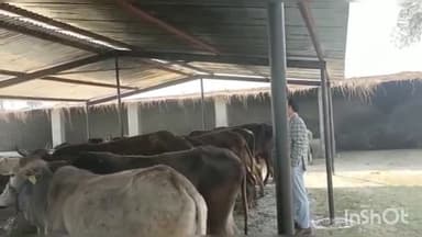 हसनपुर: गांव मोहम्मदाबाद में स्थित गौशाला का डीएम बीके त्रिपाठी ने किया निरीक्षण, कमजोर गोवंश को देख दिए आवश्यक दिशा निर्देश