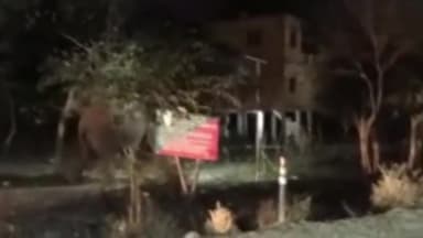 लालढांग: बीती देर रात श्यामपुर थाना क्षेत्र में हाईवे पर जंगली हाथी के आने से मचा हड़कंप, कावड़ यात्रियों में मची भगदड़