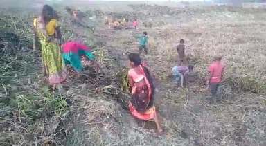 मनरेगा योजना अंतर्गत मिट्टी काटने का काम करते हैं कनखुदिया पं वार्ड नं 10 बरेयया पोखर अररिया बिहार