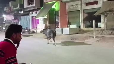 कोरांव: कोरांव बाजार में आवारा मवेशियों से टकराकर बाइक सवार हुआ गंभीर रूप से हुआ घायल, अस्पताल में कराया गया भर्ती