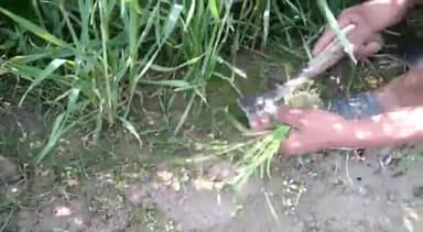 नवाबगंज: बाराबंकी में अचानक गर्मी बढ़ने से किसानों में चिंता गेहूं की फसल में भारी नुकसान