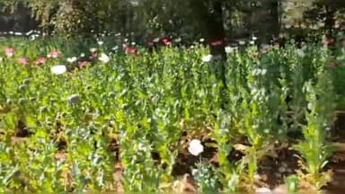 कांके: पिठौरिया स्थित पुसू जंगल में लगभग 5 एकड़ में लगी अवैध अफीम की खेती को पुलिस ने किया नष्ट