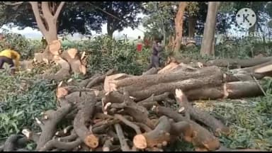 पुवायां: गांव नगला लाहौरी में काटे जा रहे हरे जामुन के पेड़, वन विभाग के अधिकारी बोले - जांच कर होगी कार्रवाई