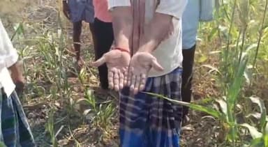 ಗದಗ: ಗದಗ- ಲಕ್ಷ್ಮೇಶ್ವರ ಬಳಿ ಹದಗೆಟ್ಟ ರಸ್ತೆಯ ಧೂಳಿನಿಂದ ಬೆಳೆ ಹಾನಿ; ರೈತರ ಆಕ್ರೋಶ