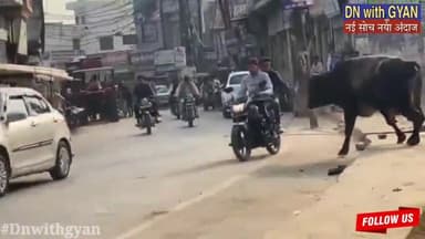 यूपी में थम नहीं रहा सांड का उत्पाद! बाल-बाल बचे राहगीर ! #news #राजनीति #politics