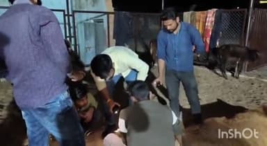 अंबिकापुर: लखनपुर में गो सेवा मंडल के सदस्यों ने घायल गाय को पशु चिकित्सालय पहुंचाया