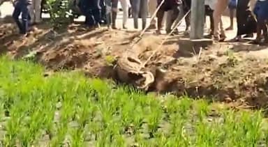 ಮುಂಡರಗಿ: ಹೊನ್ನ ಹಮಿಗಿ ಗ್ರಾಮದ ಜಮೀನೊಂದರಲ್ಲಿ ಮೊಸಳೆ ಪ್ರತ್ಯಕ್ಷ