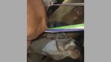 हज़ारीबाग: कोर्रा थाना पुलिस ने नगवां हवाई अड्डा के समीप गोवंशीय पशु लदा वध के ट्रक को किया जप्त