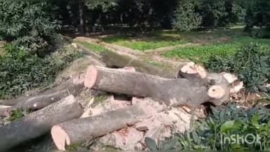 हसनपुर: गांव चकोरी मार्ग पर लकड़ी कारोबारी ने आम के हरे-भरे पेड़ों पर चलाई कुल्हाड़ी, वन विभाग ने कार्रवाई का दिया आश्वासन