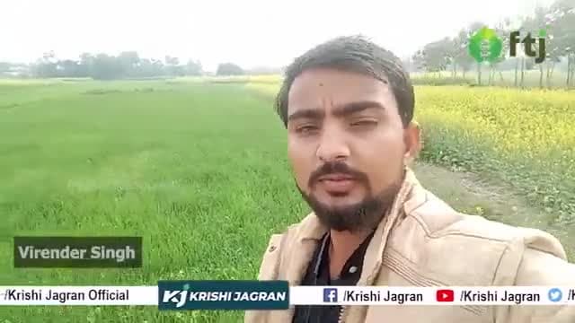ज़्यादा मात्रा में खरपतवार होने के कारण खराब होती हैं गेंहू की फसल 
#gehukikheti #Wheatfarming