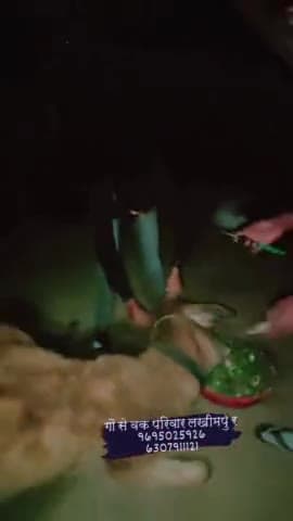 गौ सेवक परिवार लखीमपुर 🐄🚩
बीमार व चोटिल गौ माता कही भी दिखे नीचे दिए गए नंबर पर संपर्क करें,, 9695025926