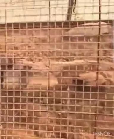 जैसलमेर: आकल वुड फॉसिल्स पार्क बनेगा वर्ल्ड क्लास, फॉसिल्स समेटे पार्क की बजट घोषणा के तहत बनेगी डीपीआर