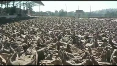 सागर नगर: धान खरीदी में गड़बड़ी करने पर सागर में सहायक समिति प्रबंधक बर्खास्त, 3 किसानों की नहीं काटी थी ऋण राशि