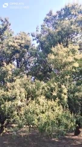 उत्तर प्रदेश में प्रसिद्ध #मलिहाबाद क्षेत्र #आम के नाम से जाना जाने वाला यह नाम मलिहाबाद क्षेत्र का कुछ अलग ही नजारा है