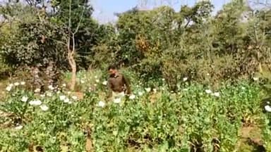कांके: रांची के तमाड़ थाना स्थित जाराडीह के पास जंगल क्षेत्र से लगभग 11 एकड़ में लगे अवैध अफीम की खेती को पुलिस ने किया नष्ट।