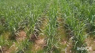 गुरूर: विकासखंड में गन्ना फसल क्षेत्र विस्तार के लिए तैयारियां शुरू, गन्ना उत्पादक किसान होंगे लाभान्वित