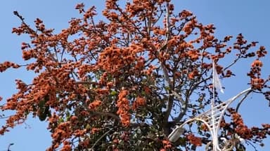 फाल्गुन मास प्रारंभ हो चुका है प्रकृति में भी परिवर्तन हो चुका है प्रकृति की सुंदरता में चार चांद लगा रहे एवं कुदरती सुंदरता को बढ़ा रहे रहे हैं पलाश के फूल