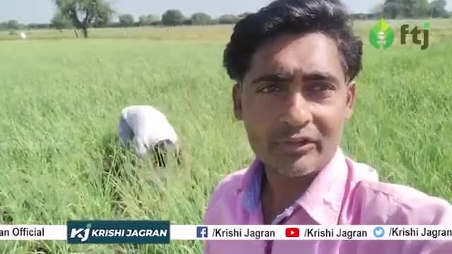 लहसुन की खेती के लिए किस प्रकार तैयार करें खेत और कैसे करें बुवाई 
#Garlicfarming #lahsunkikheti #lahsunfarming