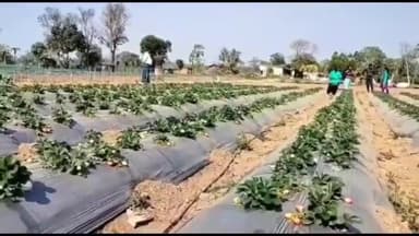 लोहरदगा: विभिन्न किस्म की खेती से आत्मनिर्भर हो रहे लोहरदगा के किसान, सालाना ₹3 से ₹4 लाख की कर रहे आमदनी