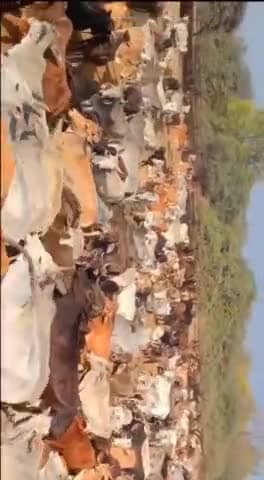 बजरंग भक्त मंडल की आज 1000 किलो हरे चारे की गौभोग सेवा के दृश्य#श्रीराम #गौमाता @गौसेवा