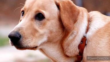 हुज़ूर: होशंगाबाद रोड स्थित इंद्रानगर जाटखेड़ी  इलाके में कुत्ते को डंडे से पीटने का मामला सामने आया,पशु प्रेमियों ने किया FIR